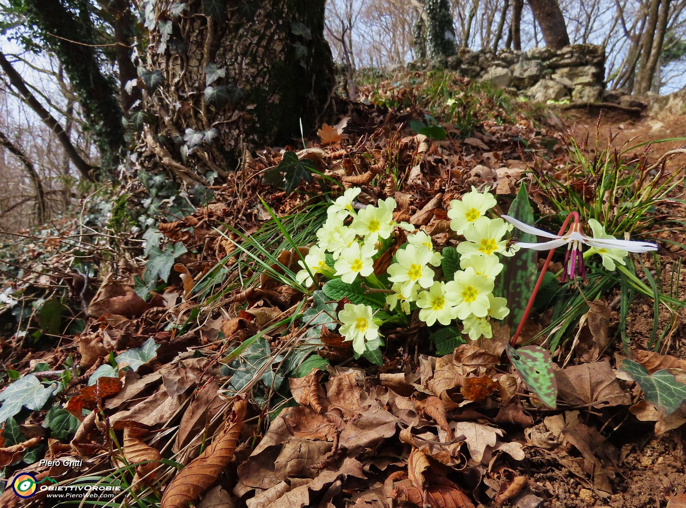 52 Primula vulgaris (Primula comune) con Dens Canis (Dente di cane).JPG